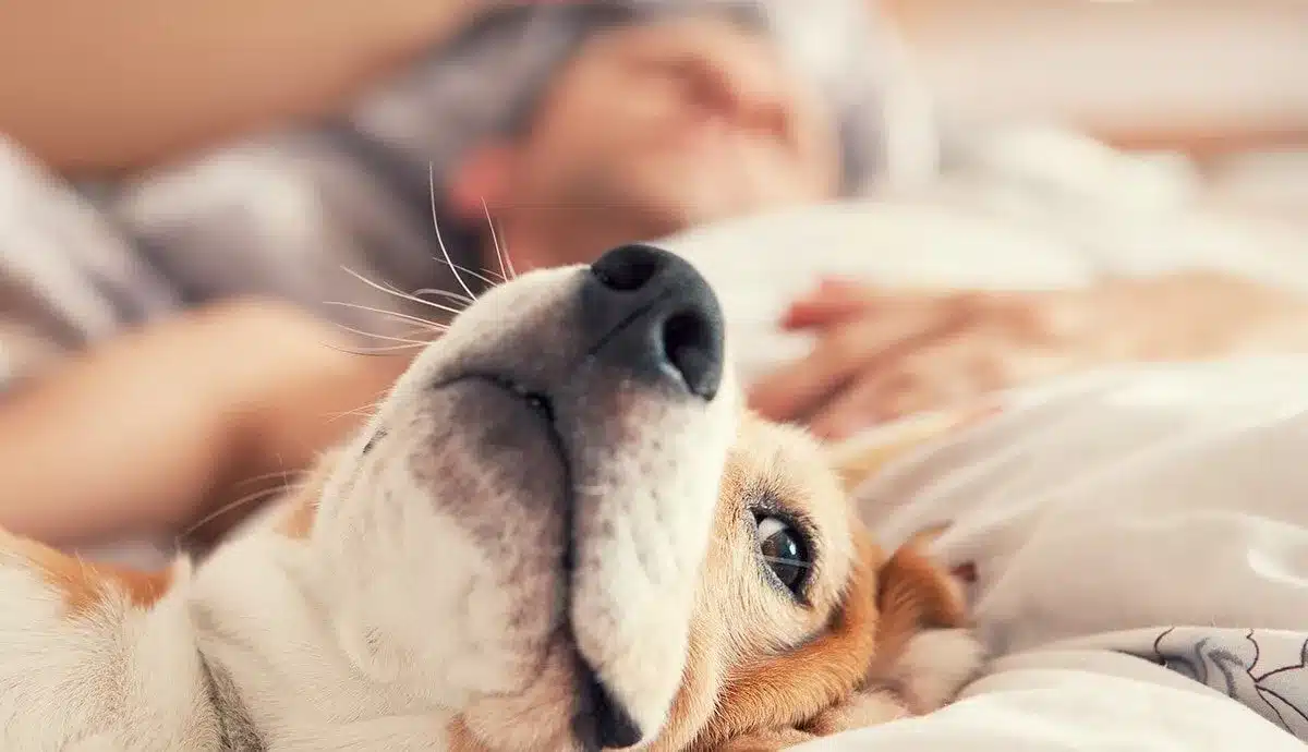 Is it OK to share a bed with your dog?